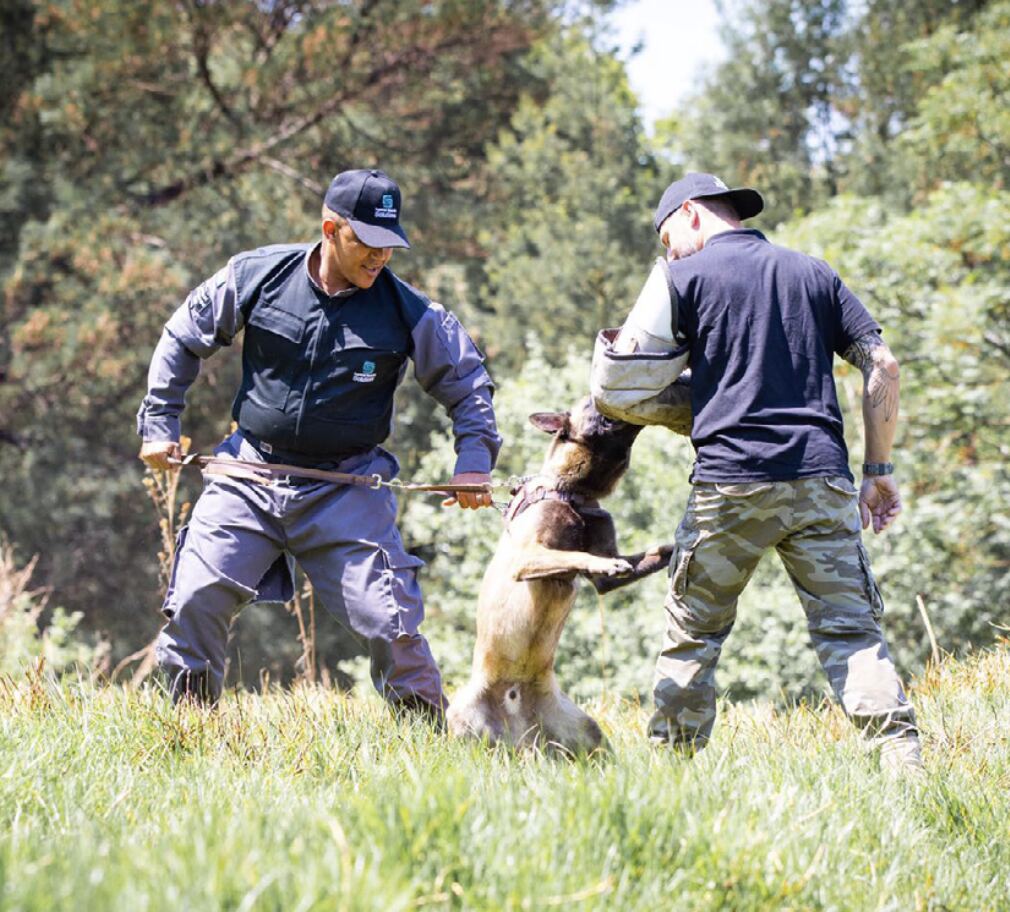 K9 training